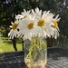 Happiness is blue skies & a jam jar of daisies 