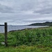stock fence and wild iris