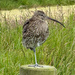 Curlew