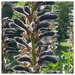 Lupin Seedpods