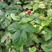 false strawberry