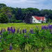 Lupine