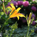 Summer Garden