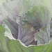 Red Cabbage in the Making