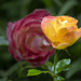 Rose at Different Ages