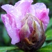 Pink Flower by karendalling