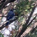Fat Blue Jay