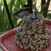 Chickadee Came to Visit