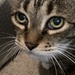 Pet Photo Day