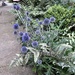 Globe Thistle