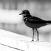 Tag Challenge - Bird and Silhouette
