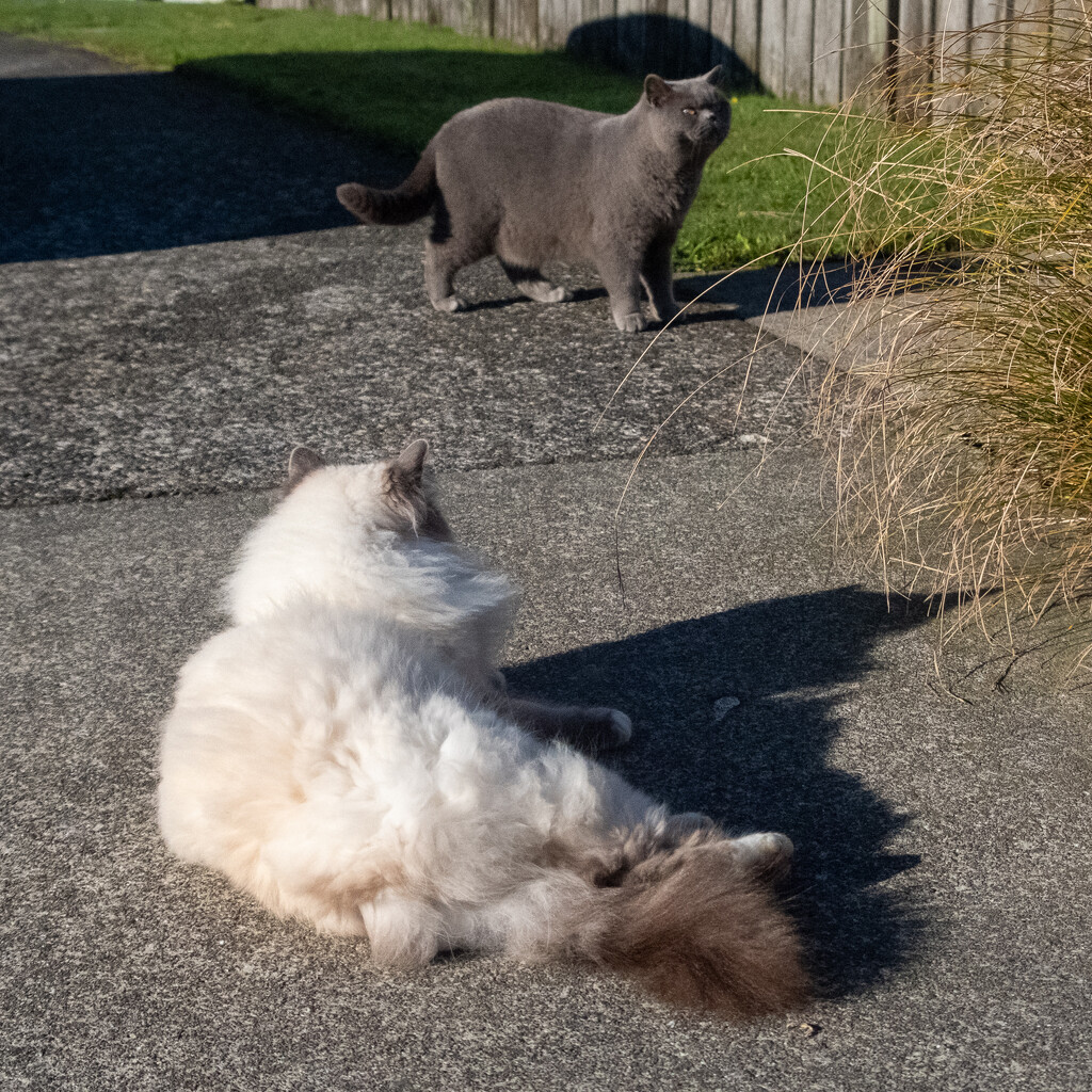 Kings of Paparangi by helenw2