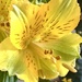 Petals