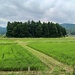 1000026889 trees