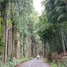 1000026899 tree