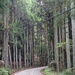 1000026902 tree