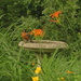 American Robin