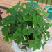 Wet Shamrock 