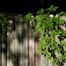 Two creepers...