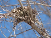 11th Feb 2011 - "Empty Nest"