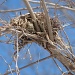 "Empty Nest" by brillomick