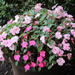 Inpatiens