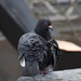 Nelson's Pigeon 