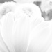 From Where I Sit - Petals in Black & White