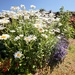 Shasta Daisies in our garden 