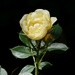 I don’t do roses