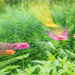 Zooming Zinnias