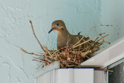 12th Jul 2026 - Dove