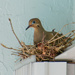 Dove