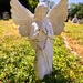 Angel 😇