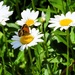 Gatekeeper (Pyronia tithonus)