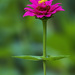 Tiny Dancer