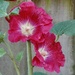 Hollyhocks