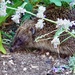 Hedgehog 