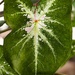 Caladium Leaf