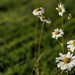 daisies