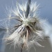 Spent Dandelion 