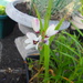 ixia