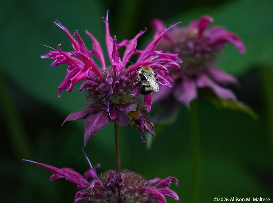Bee Bomber  by falcon11