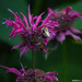 Bee Bomber 
