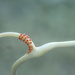 Pipevine Swallowtail Eggs