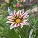 African Daisy