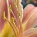 Lily Closeup