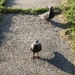 Looking for an Evening Meal