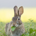 Morning Bunny