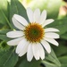 Hello Daisy